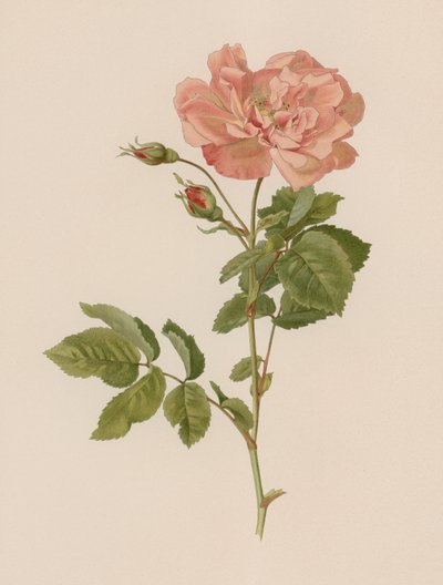 Rosa inglesa de English School